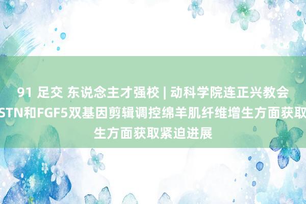 91 足交 东说念主才强校 | 动科学院连正兴教会团队在MSTN和FGF5双基因剪辑调控绵羊肌纤维增生方面获取紧迫进展